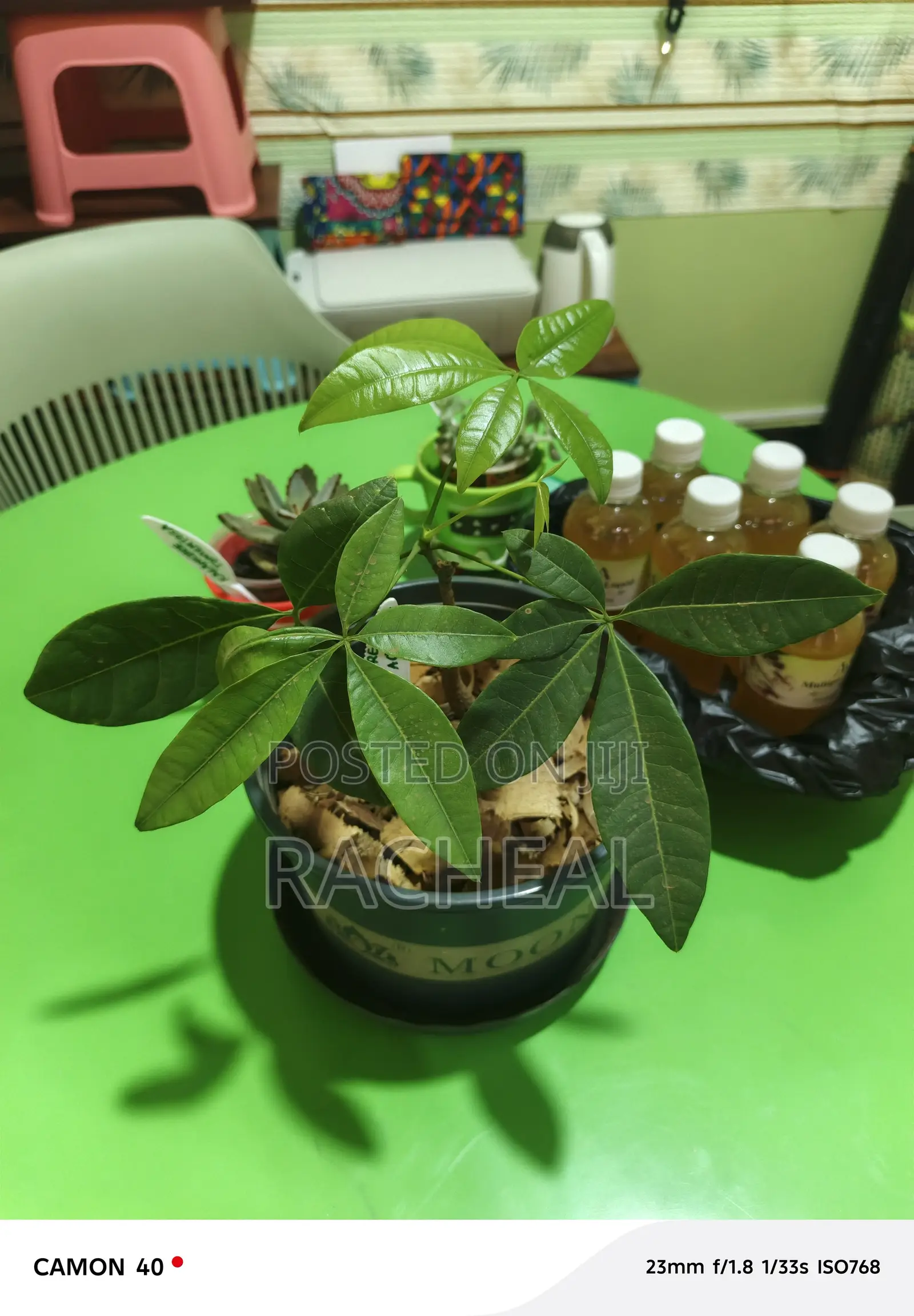 Pachira Aquatica Money Tree - Home and Office Plant