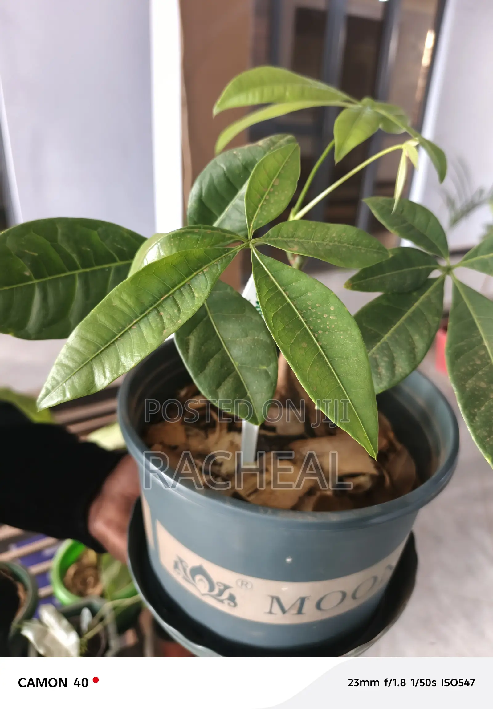 Pachira Aquatica Money Tree - Home and Office Plant