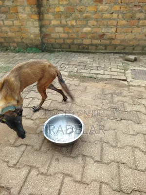 3-6 months Female Purebred Belgian Malinois