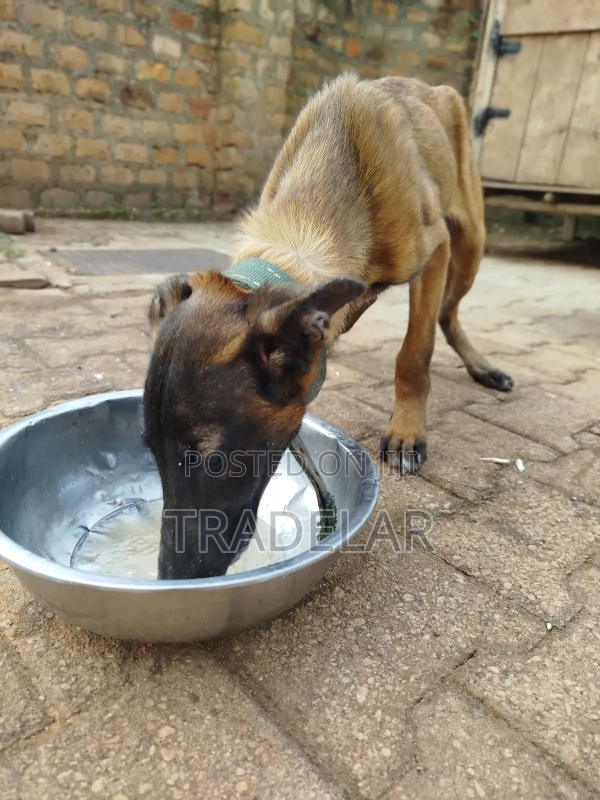3-6 months Female Purebred Belgian Malinois