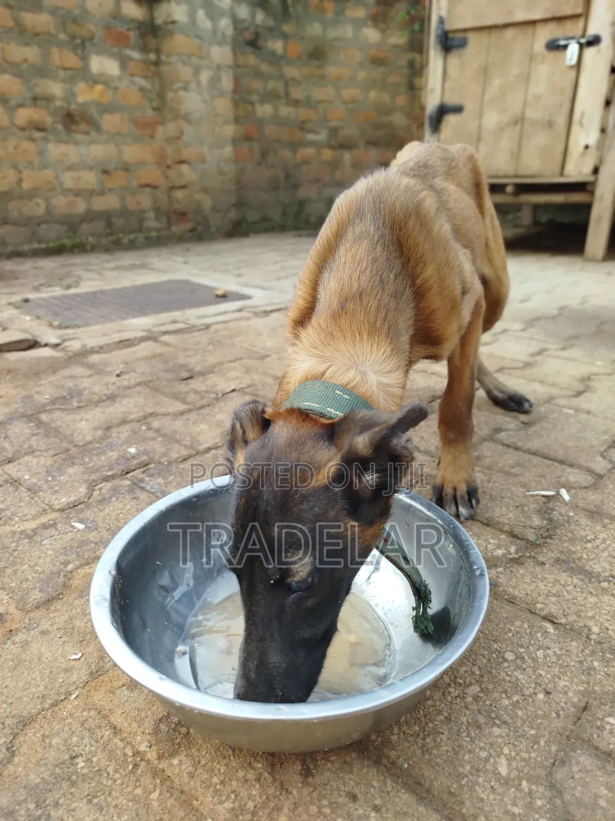 3-6 months Female Purebred Belgian Malinois