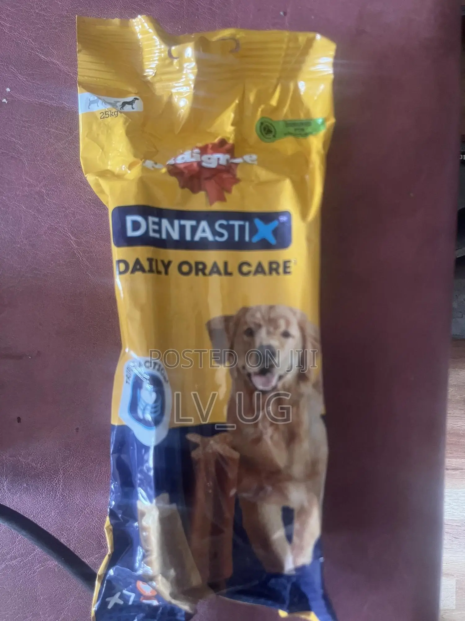 0-1 month Male Purebred Dog
