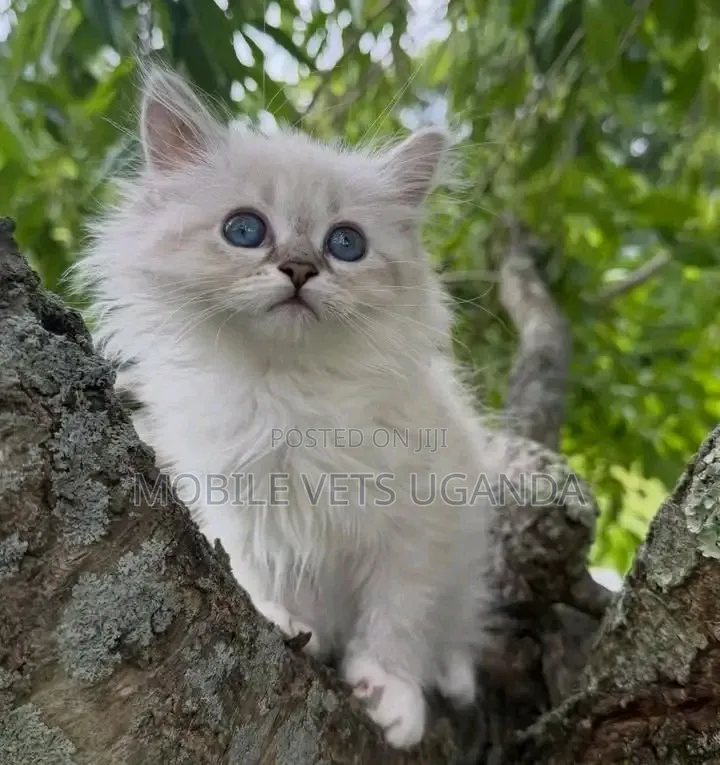 1-3 months Female Purebred Maine Coon