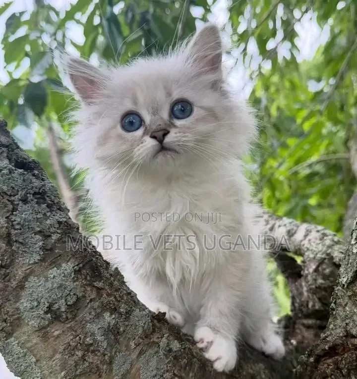 1-3 months Female Purebred Maine Coon