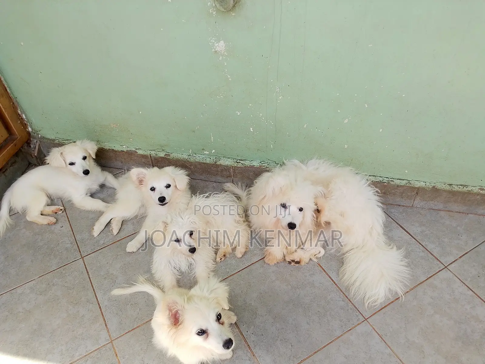 3-6 months Female Mixed Breed Maltese