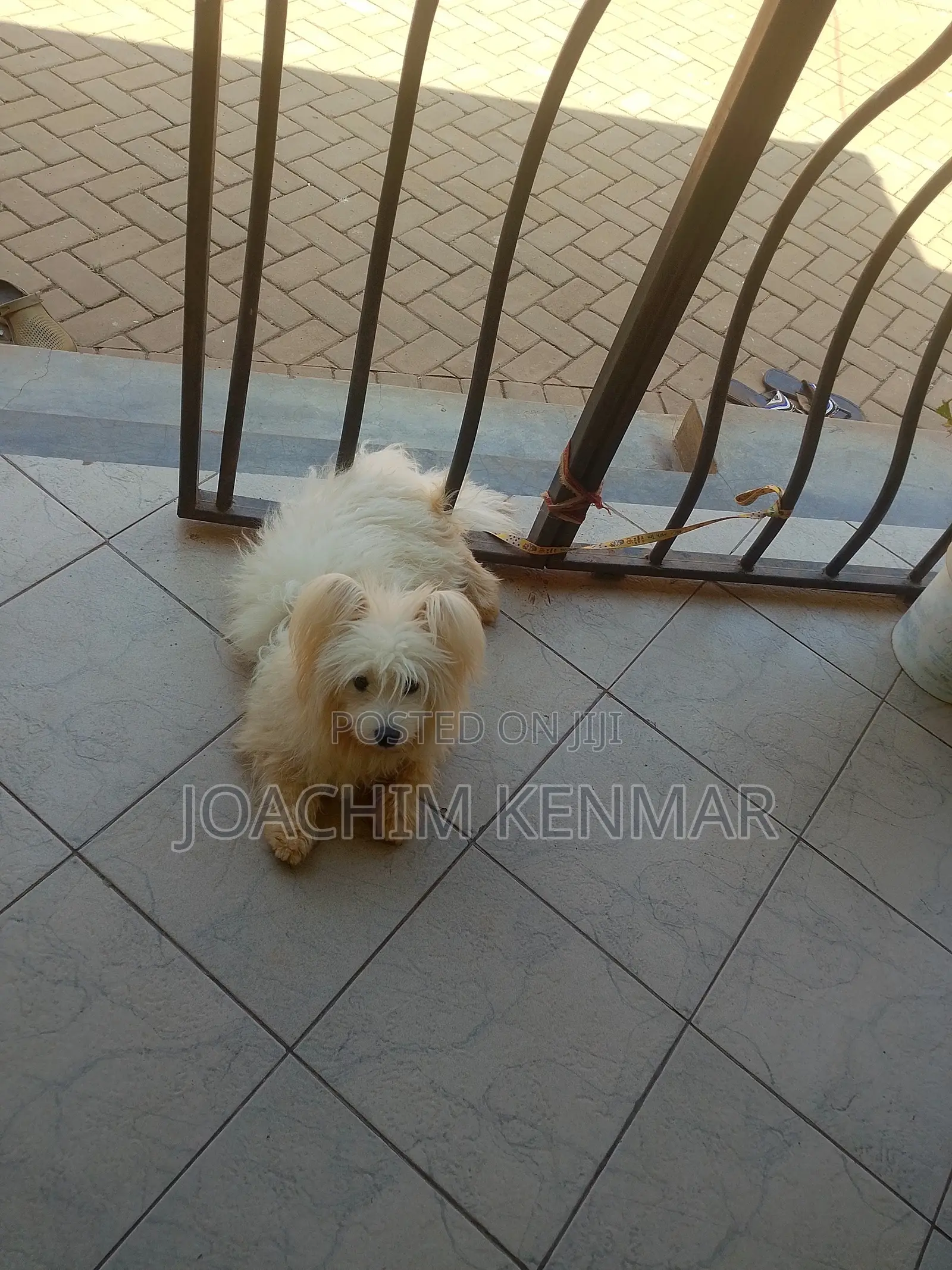 3-6 months Female Mixed Breed Maltese