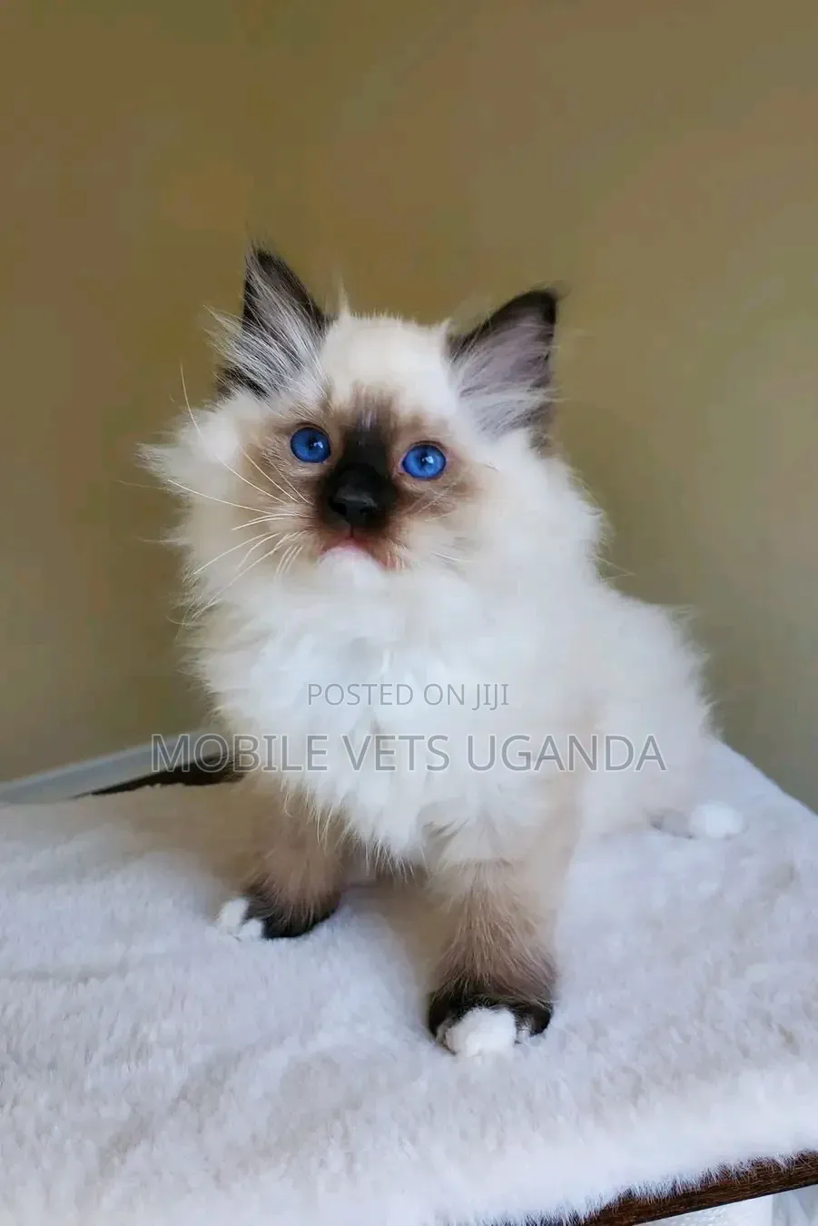1-3 months Male Purebred Ragdoll