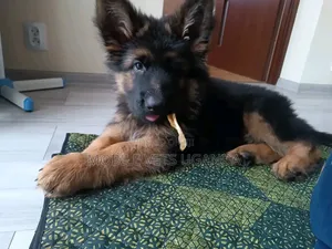 1-3 months Female Purebred German Shepherd