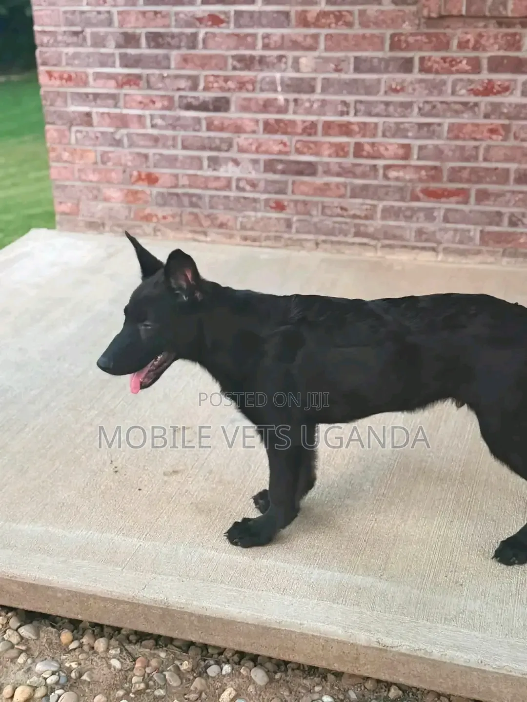 3-6 months Male Purebred German Shepherd