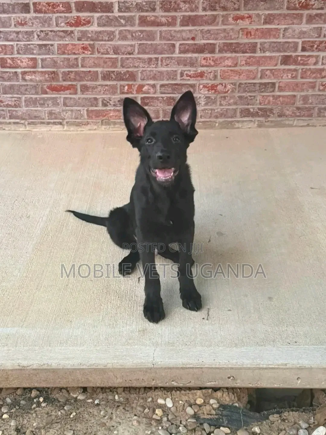 3-6 months Male Purebred German Shepherd