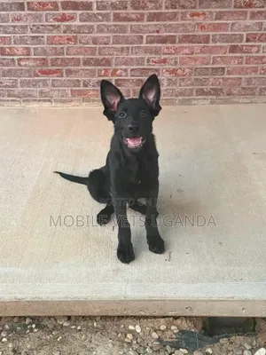 3-6 months Male Purebred German Shepherd