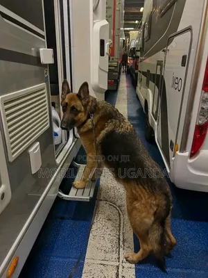 1-3 months Male Purebred German Shepherd