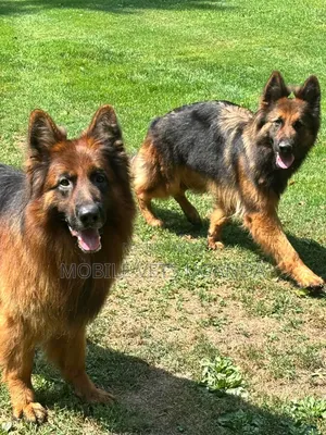 6-12 months Female Purebred German Shepherd
