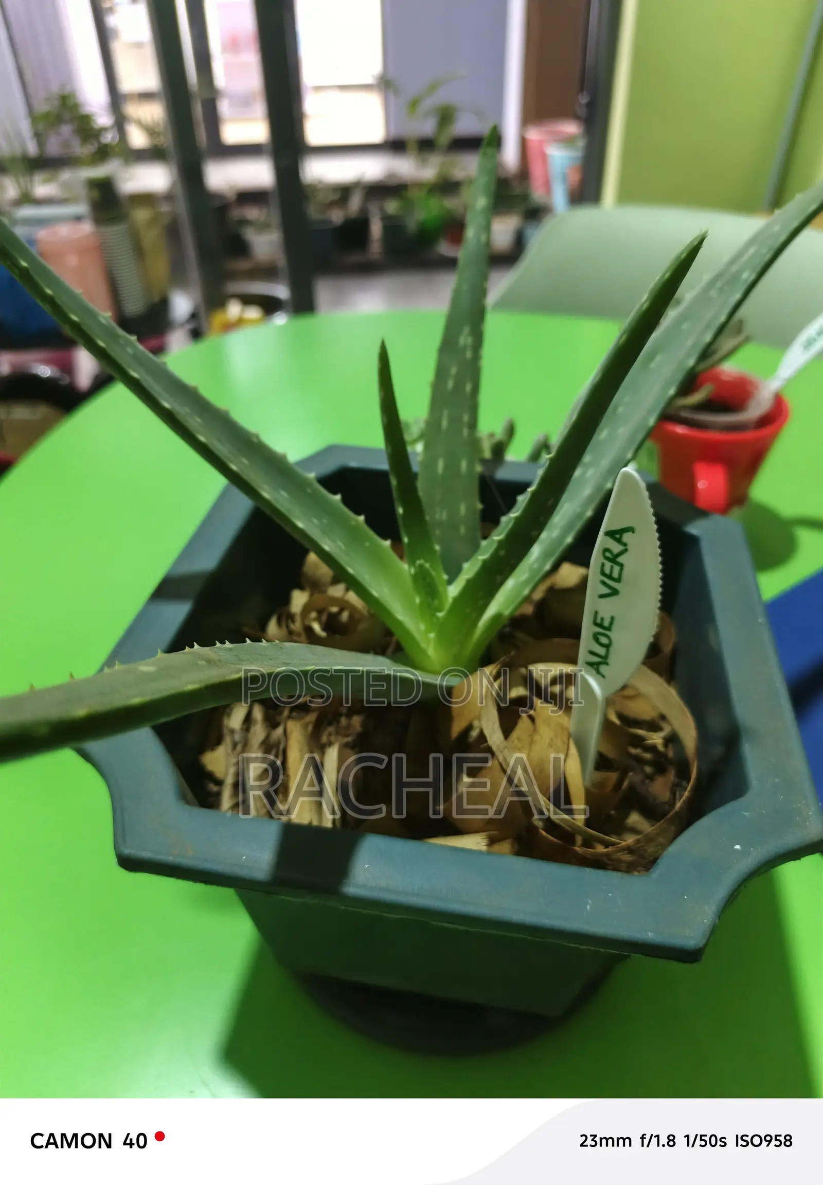 Aloe Vera Plants