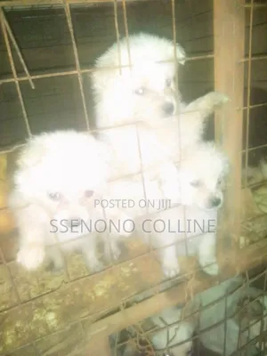 1-3 months Female Purebred Japanese Spitz