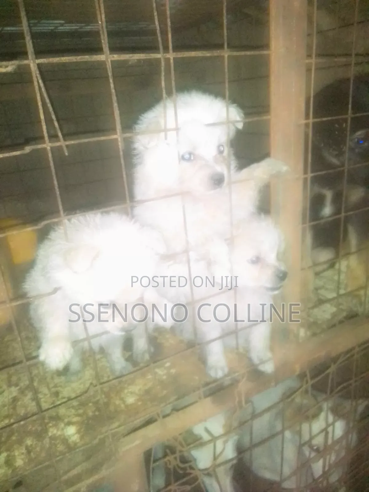 1-3 months Female Purebred Japanese Spitz