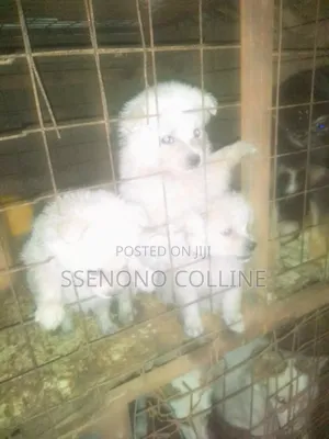 1-3 months Female Purebred Japanese Spitz