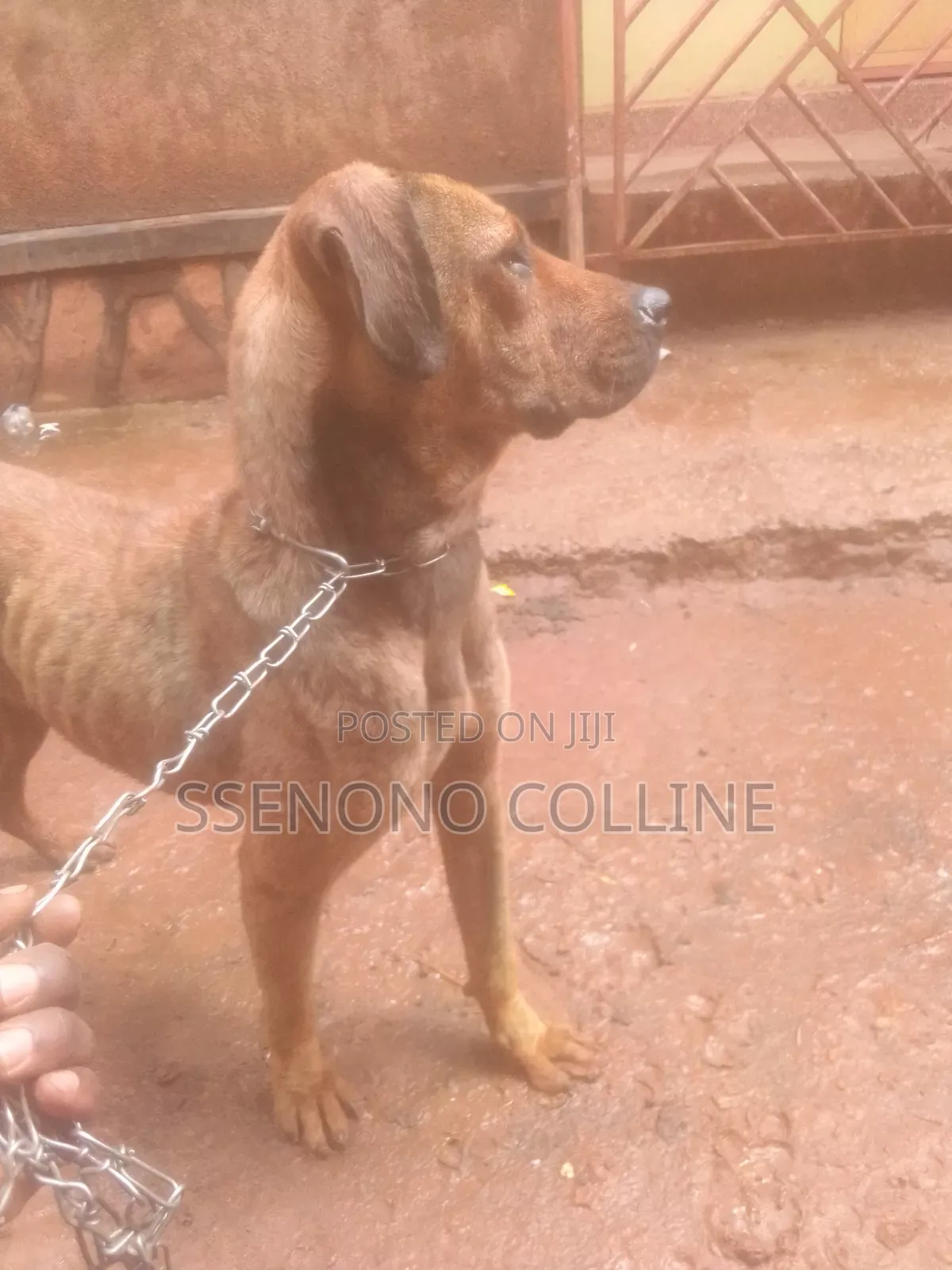 6-12 months Female Mixed Breed Boerboel