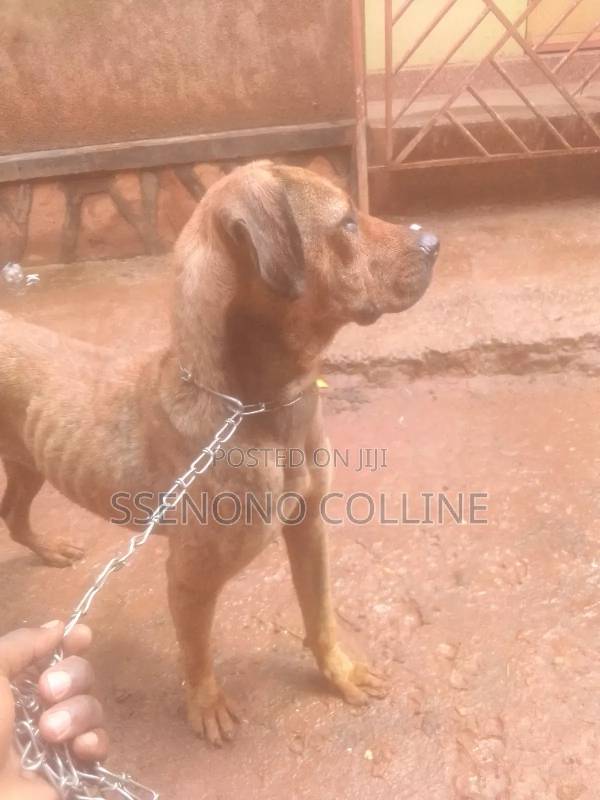6-12 months Female Mixed Breed Boerboel