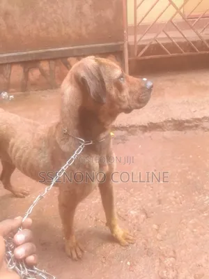 6-12 months Female Mixed Breed Boerboel
