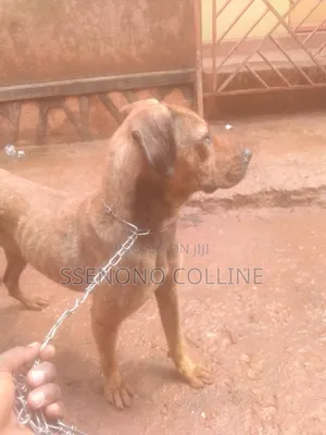 6-12 months Female Mixed Breed Boerboel