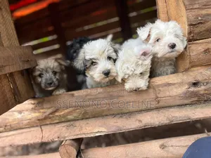 1-3 months Male Purebred Maltese