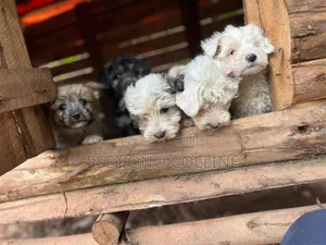 1-3 months Male Purebred Maltese
