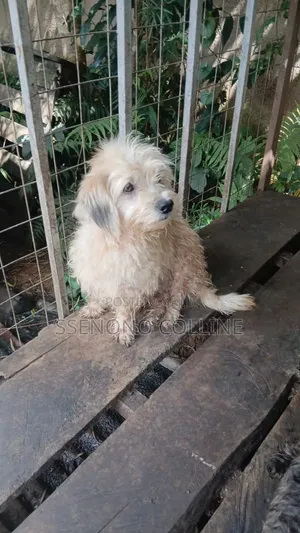 3-6 months Male Purebred Maltese