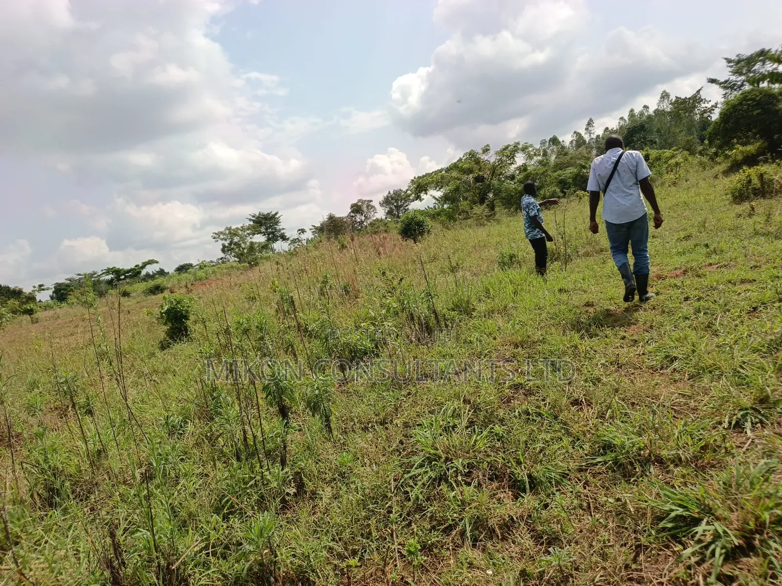 14 Acres in Kikyusa Luwero District at Only 10m Per Acre.
