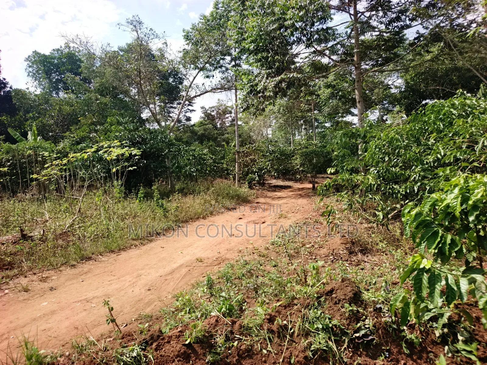 14 Acres in Kikyusa Luwero District at Only 10m Per Acre.