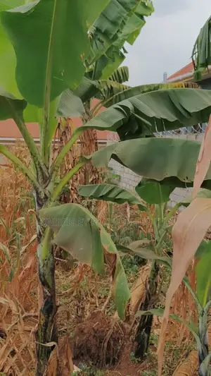Land for Sale – Namugongo, Nabusugwe Town