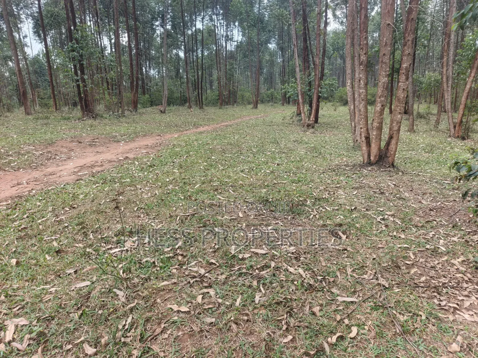 240acres of Land on Sale Located in Kyenjojo- Rweitengye