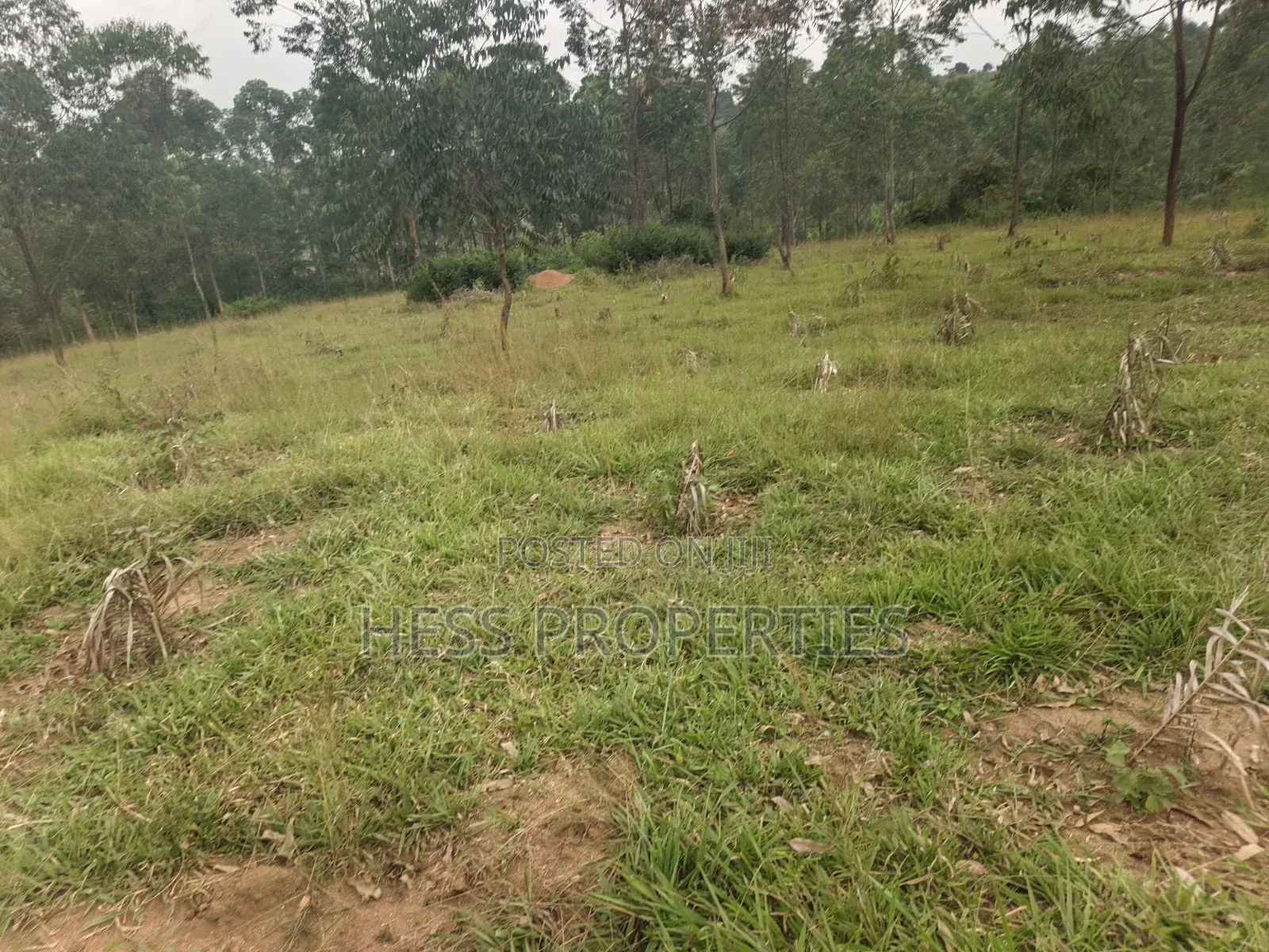 240acres of Land on Sale Located in Kyenjojo- Rweitengye