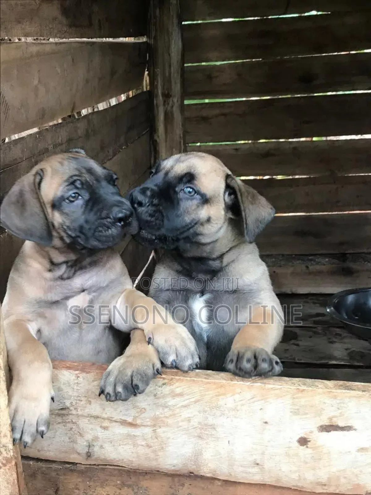 1-3 months Male Purebred Boerboel