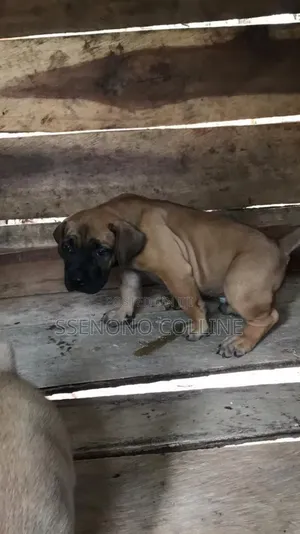 1-3 months Male Purebred Boerboel
