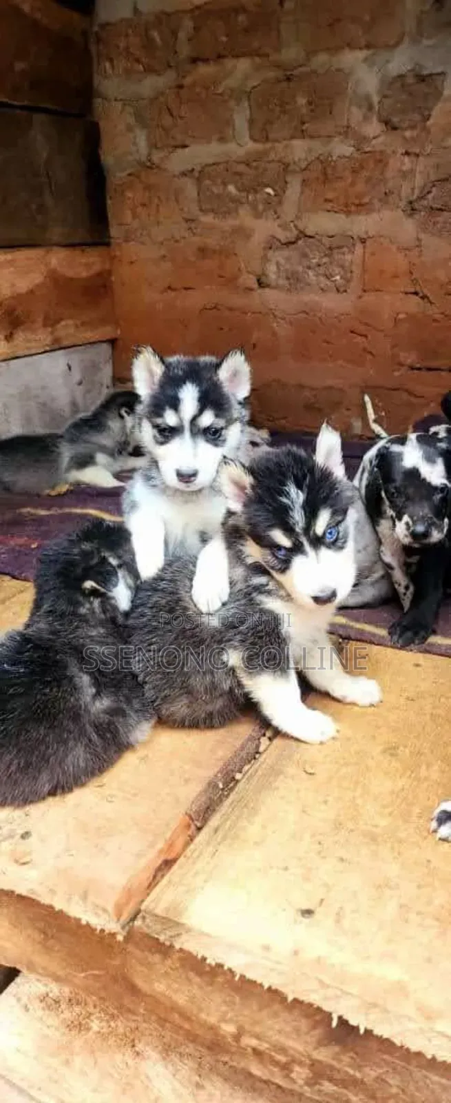 1-3 months Male Purebred Siberian Husky