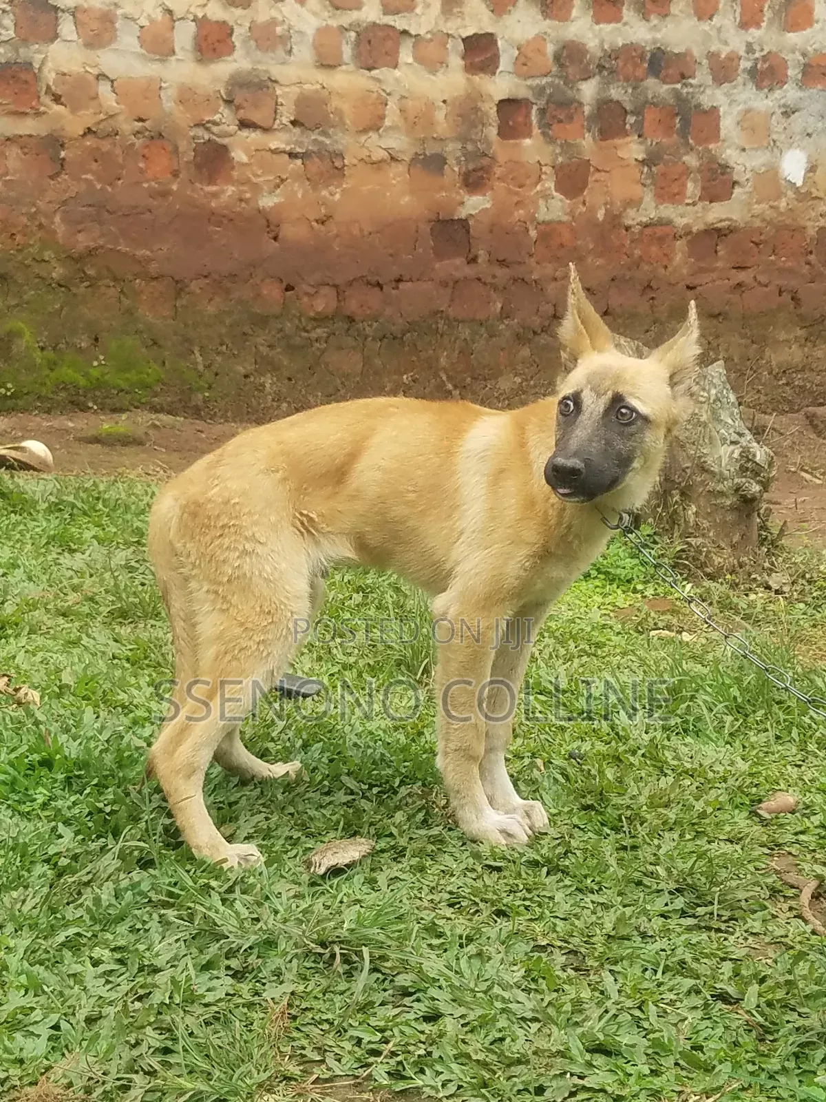 3-6 months Male Purebred German Shepherd