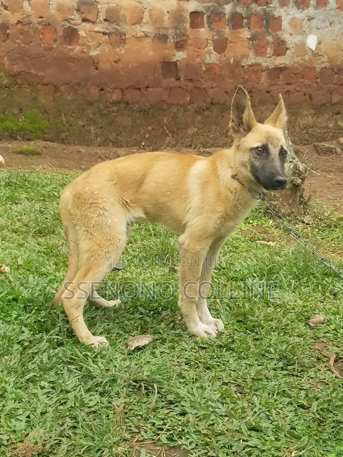 3-6 months Male Purebred German Shepherd