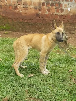 3-6 months Male Purebred German Shepherd