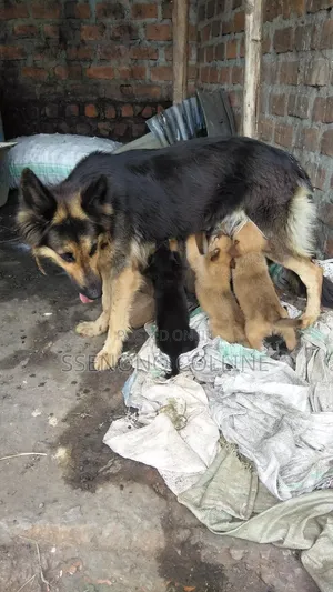 1-3 months Male Mixed Breed German Shepherd
