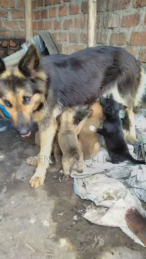 1-3 months Male Mixed Breed German Shepherd
