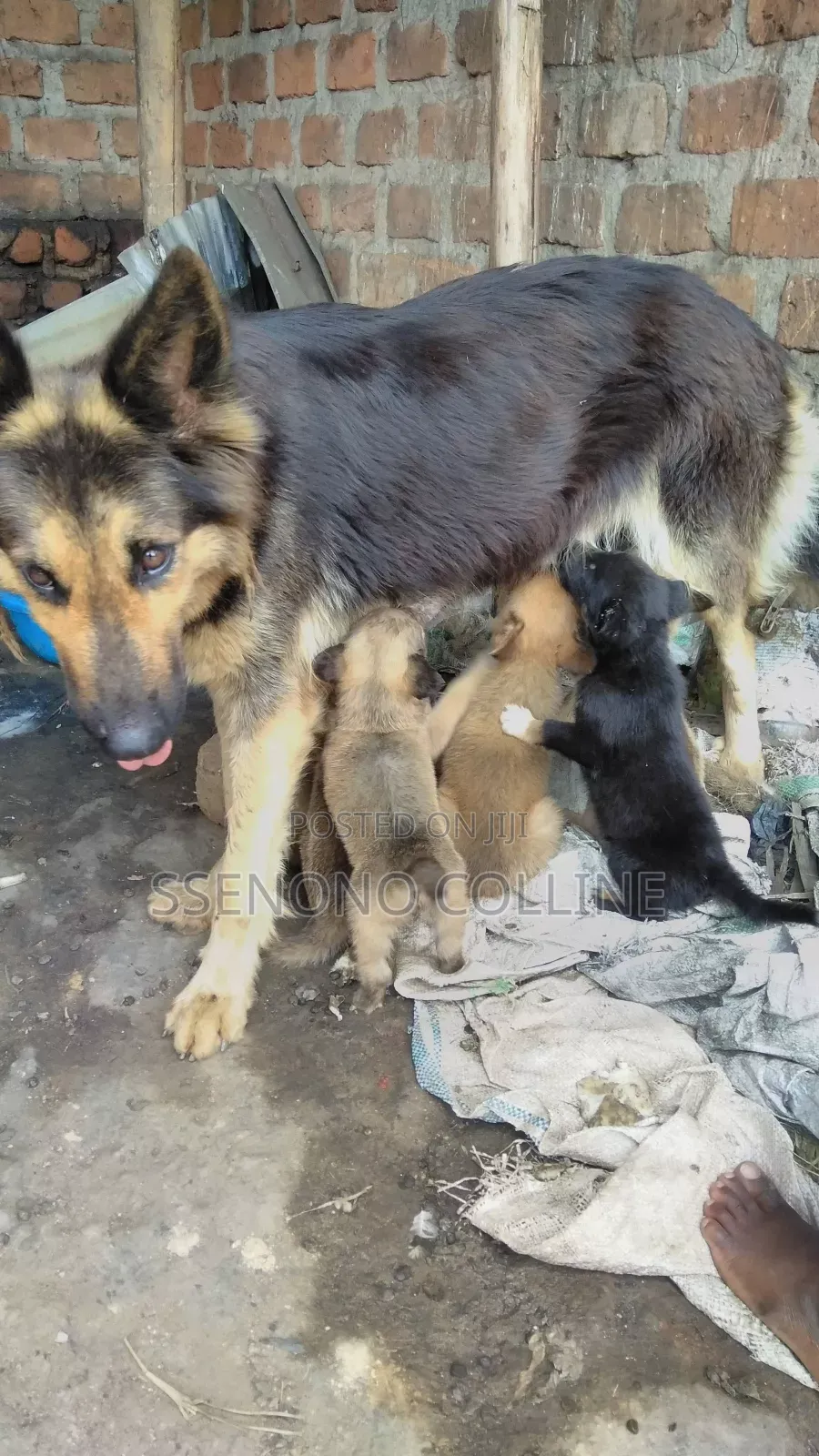1-3 months Male Mixed Breed German Shepherd