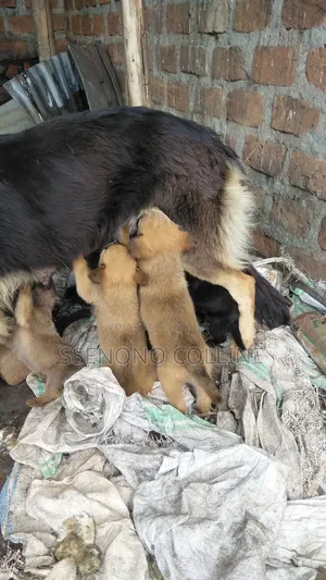 1-3 months Male Mixed Breed German Shepherd