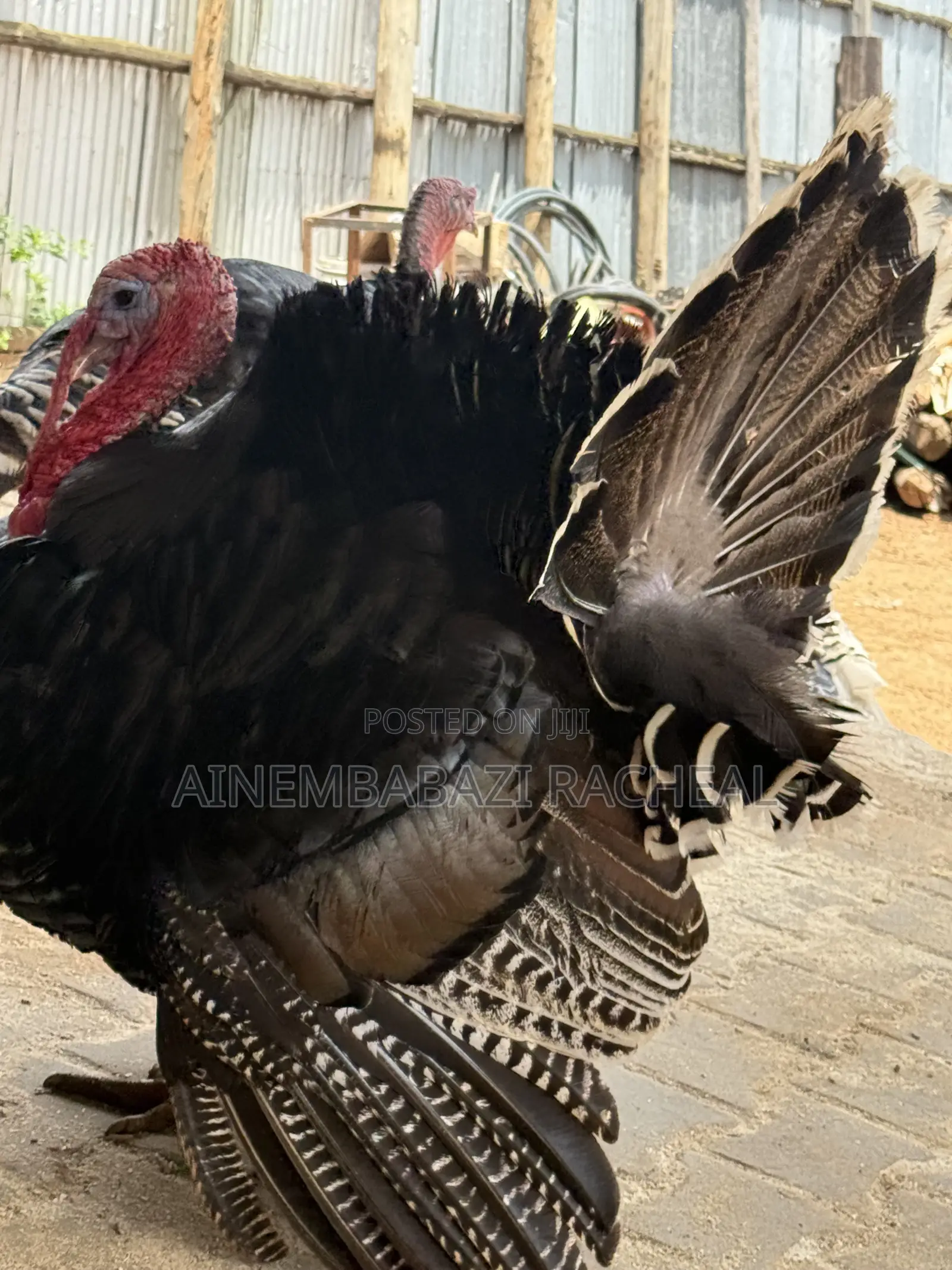 Turkeys Available for Sale at Ariho Mixed Farm Rushere Kiruhura