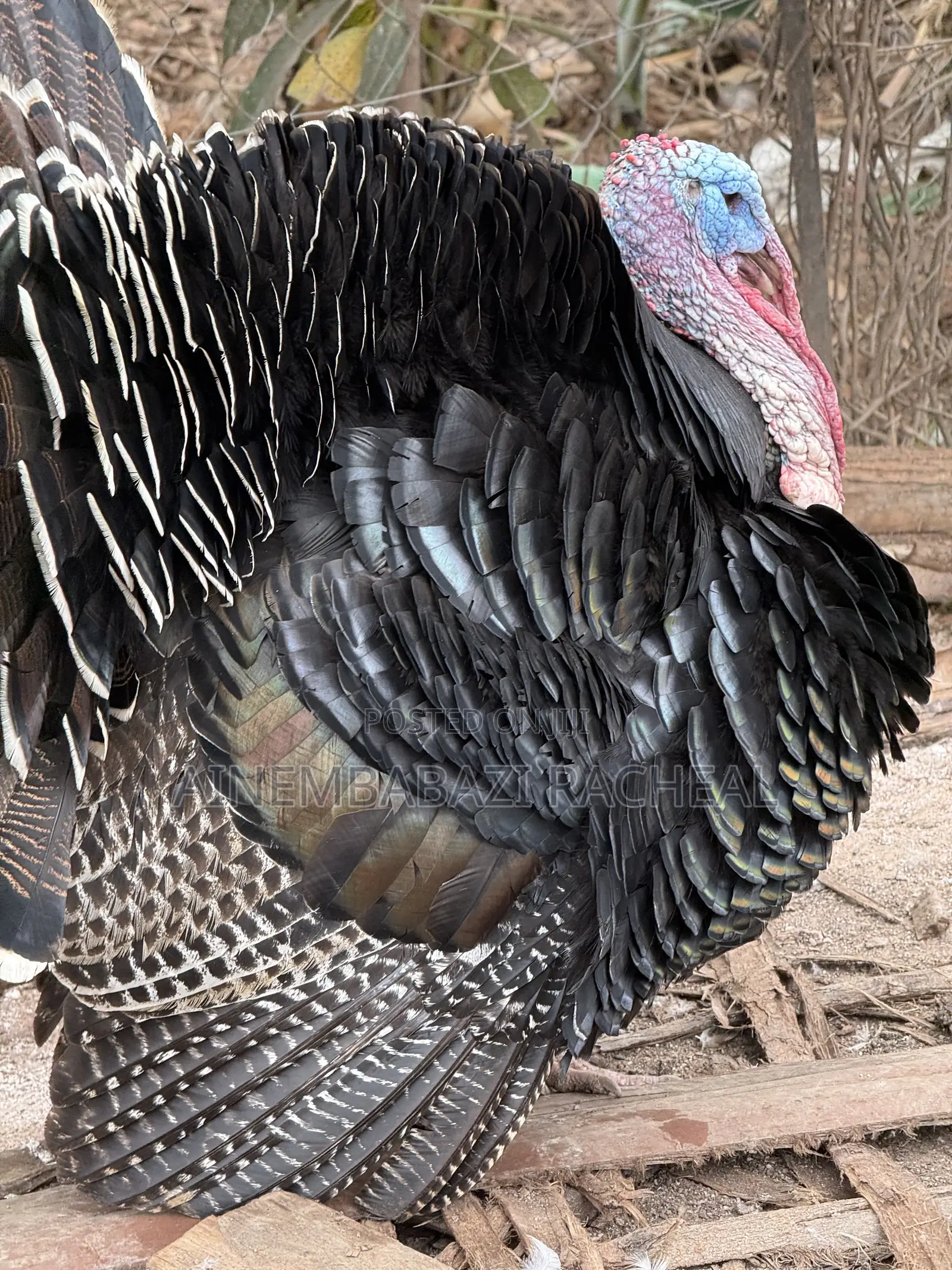 Turkeys Available for Sale at Ariho Mixed Farm Rushere Kiruhura