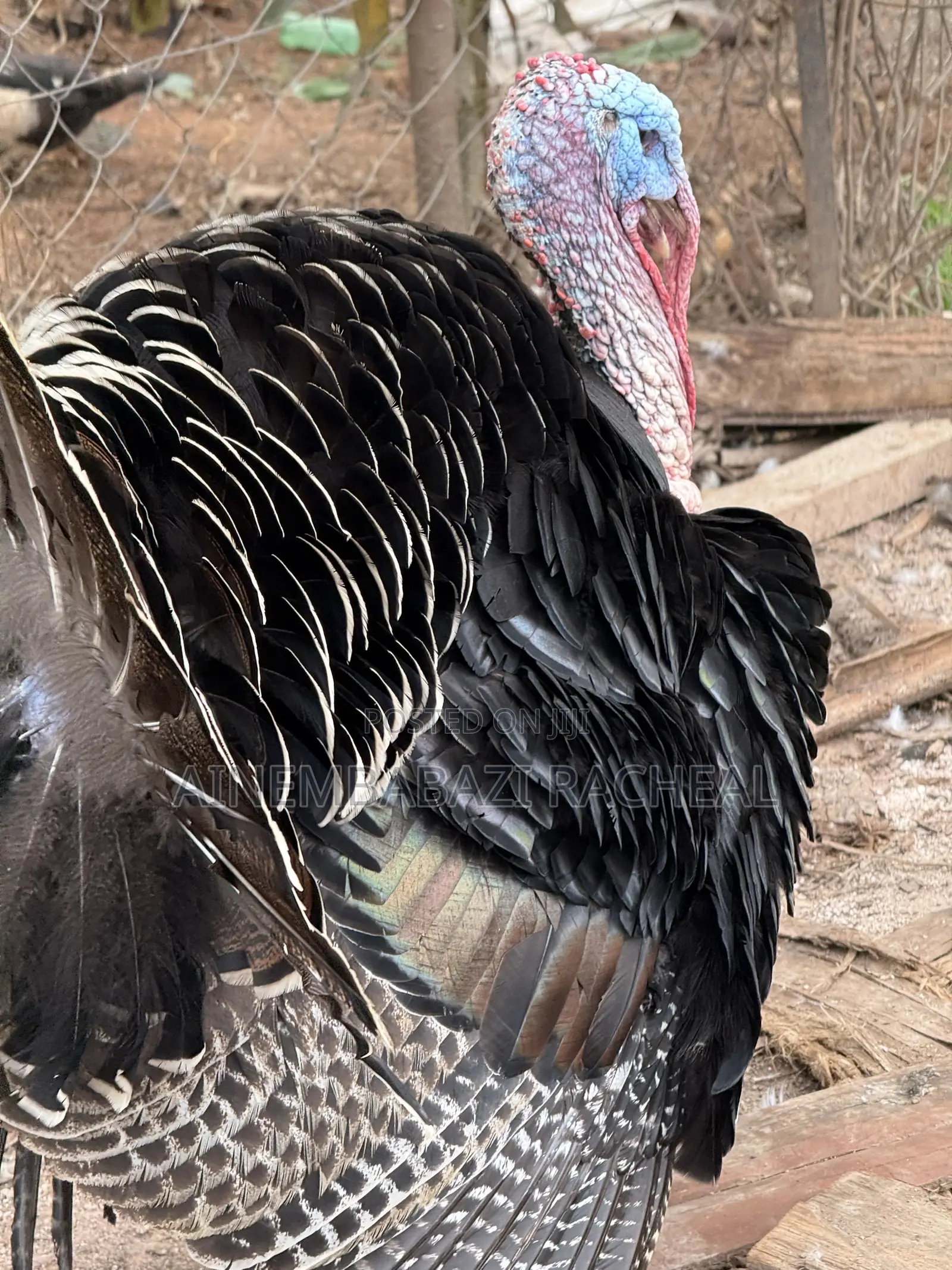 Turkeys Available for Sale at Ariho Mixed Farm Rushere Kiruhura