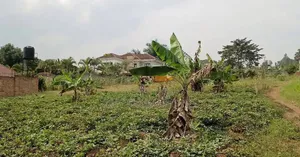 50 Decimals for Sale in Kira at 490m