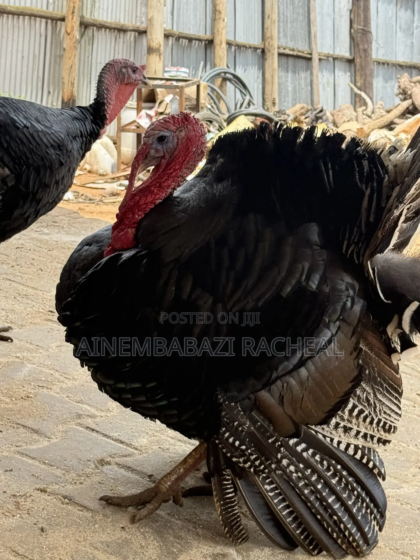 Turkeys Available for Sale at Ariho Mixed Farm Rushere Kiruhura