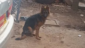 6-12 months Male Purebred German Shepherd