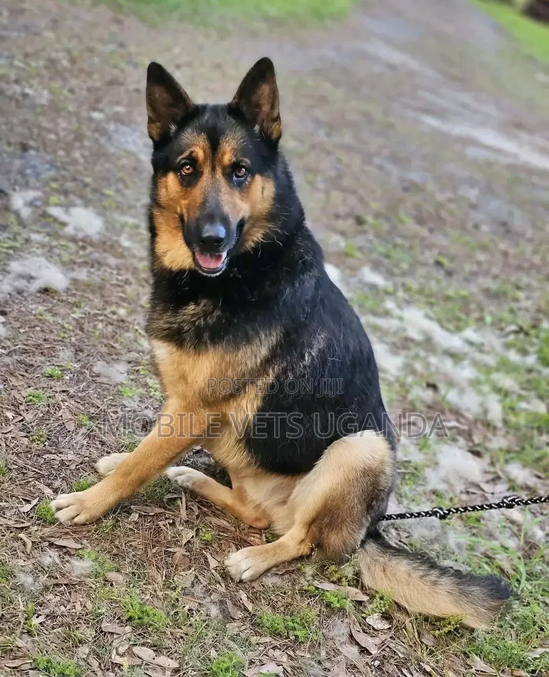 6-12 months Male Purebred German Shepherd